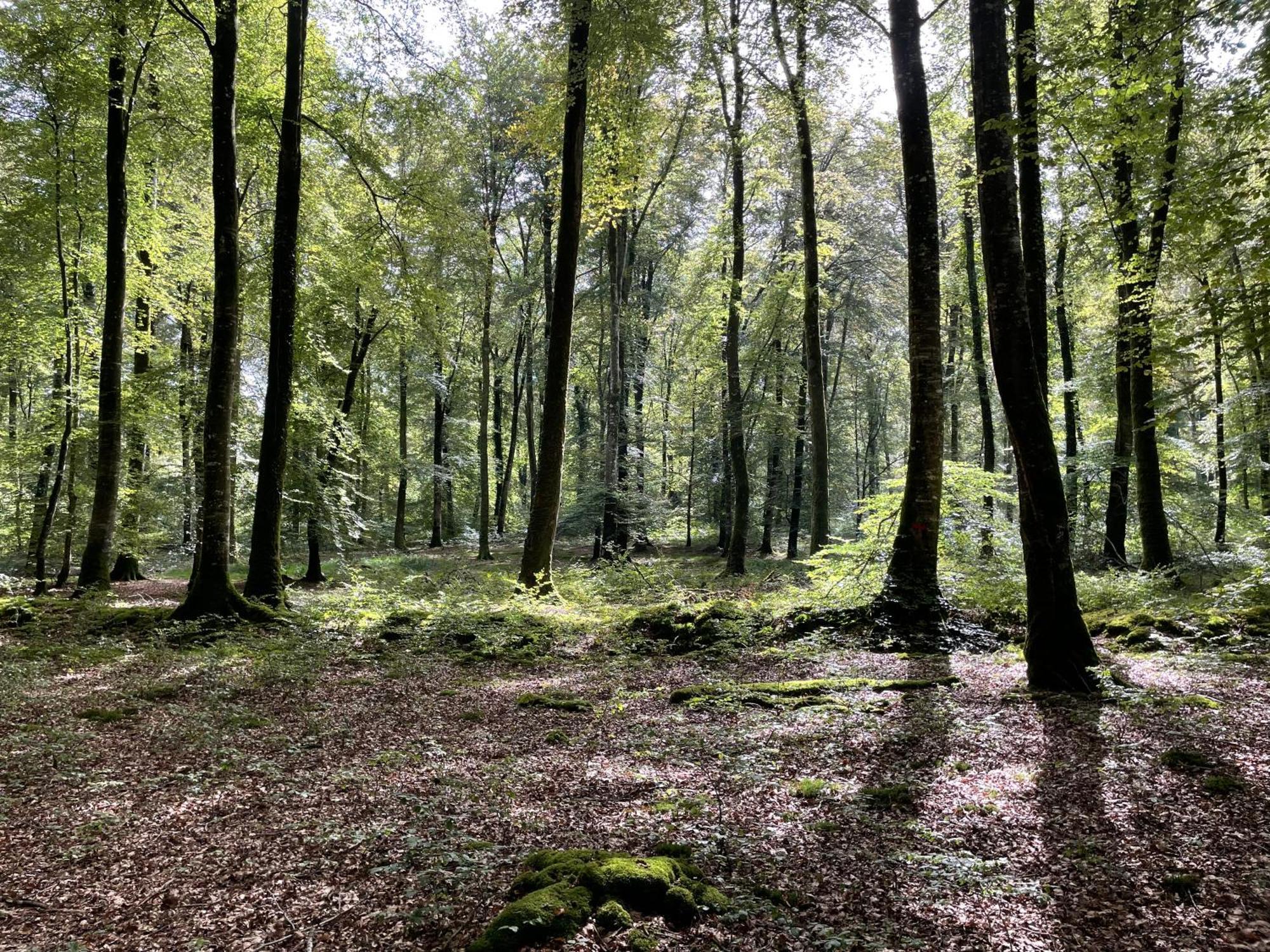 Вілла Le Courtil Cerisy-la-Foret Екстер'єр фото
